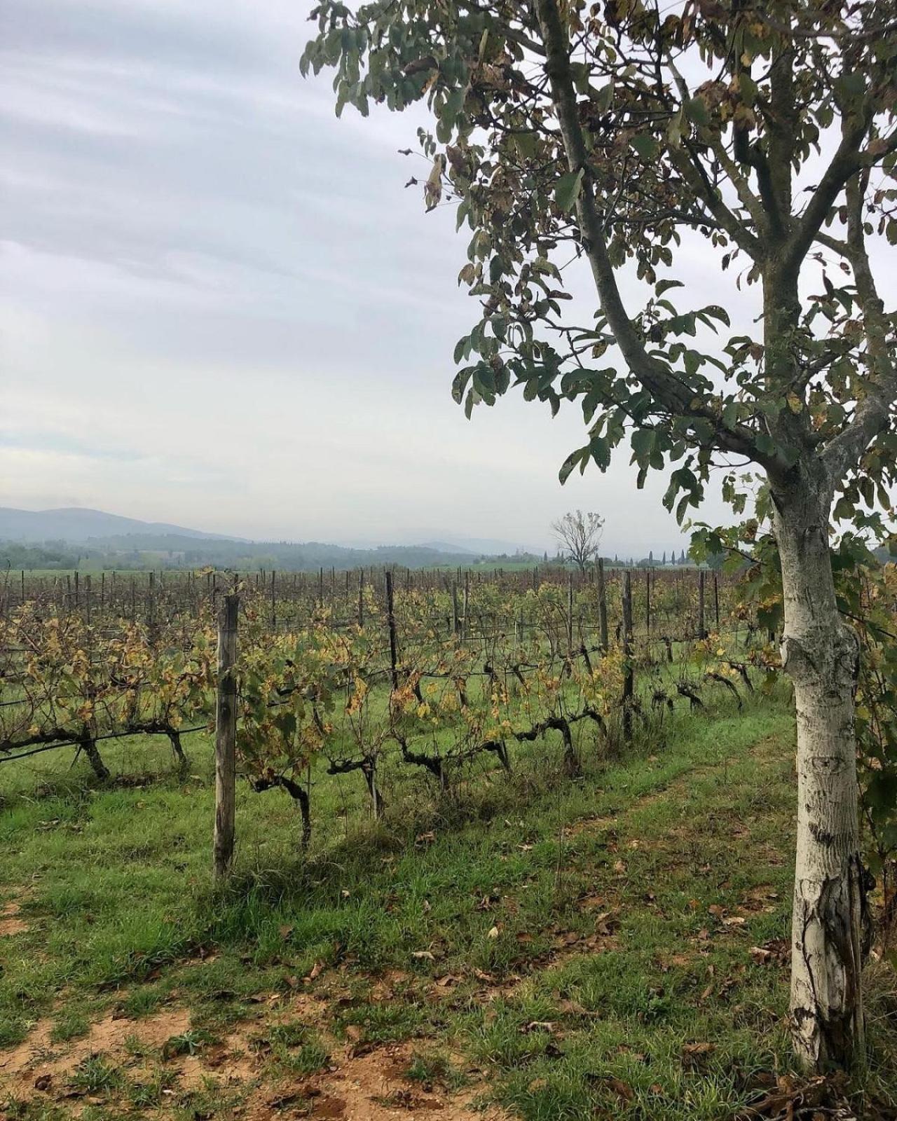 Agriturismo La Segolina Colle Val D'Elsa Esterno foto