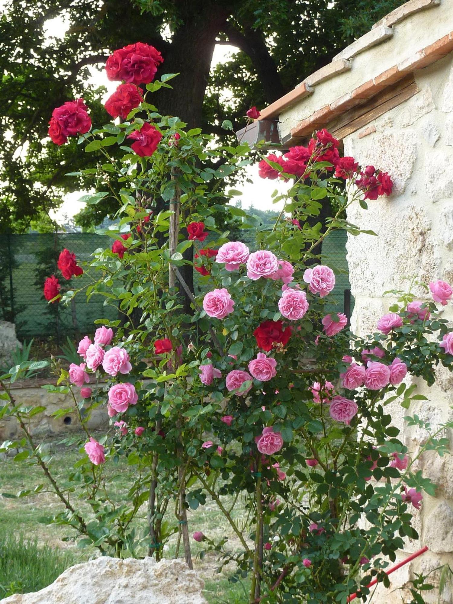 Agriturismo La Segolina Colle Val D'Elsa Esterno foto