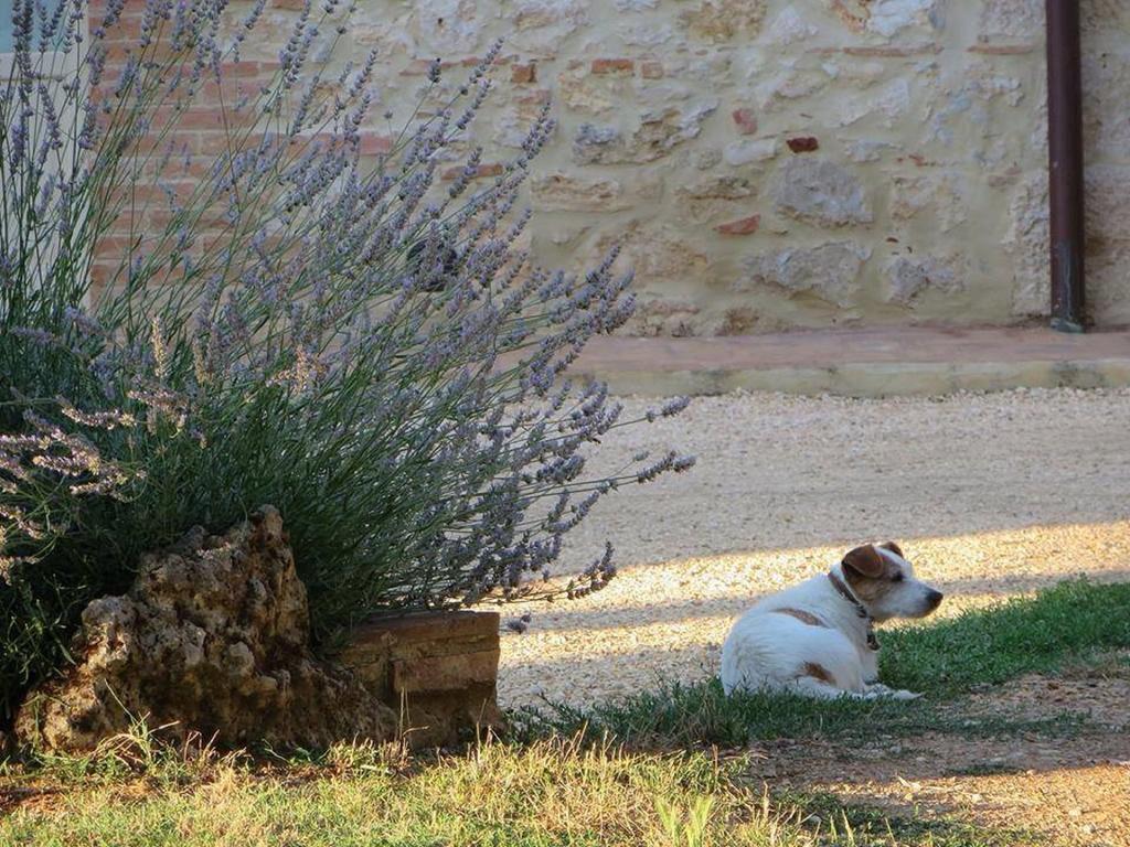 Agriturismo La Segolina Colle Val D'Elsa Esterno foto